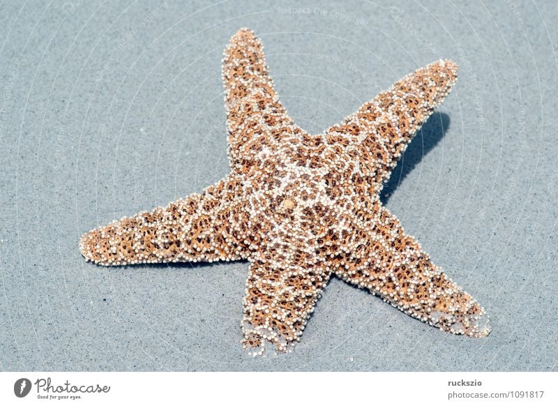 Seestern; Asteroidea; Meer Natur Tier Sand Wasser Nordsee Ostsee frei silber Stachelhäuter Wassertier Meerestier neutral freilassen Objektfotografie