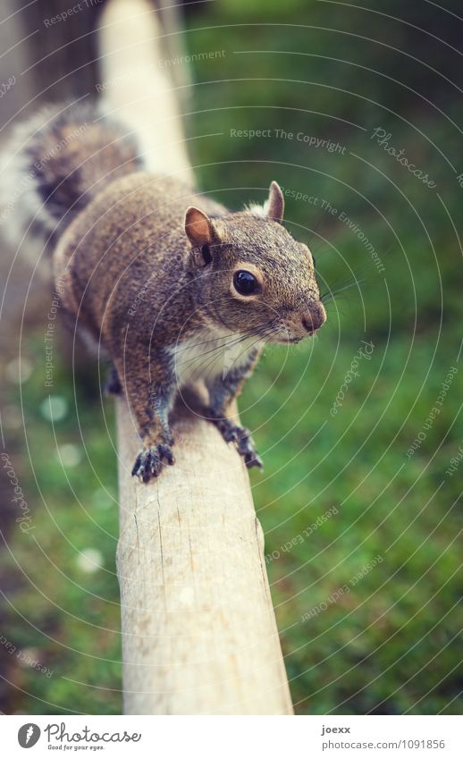 Essen? Tier Wildtier Eichhörnchen 1 warten frech Neugier niedlich braun grün Vorfreude Tierliebe geduldig Appetit & Hunger Partnerschaft sanft zutraulich