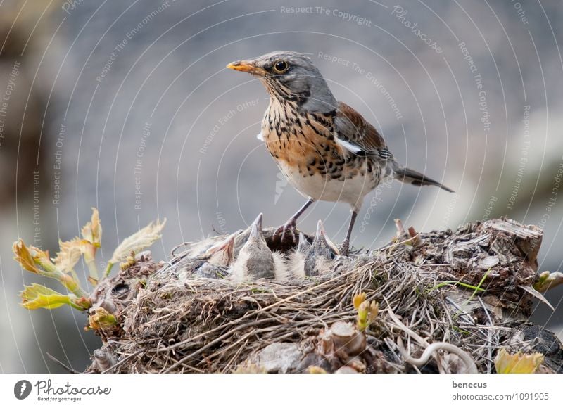 stets im (Auf)Blick Natur Frühling Bauwerk Tier Wildtier Vogel Wacholderdrossel Tiergruppe Tierjunges Tierfamilie Nestbau Nestwärme Baumhaus beobachten füttern