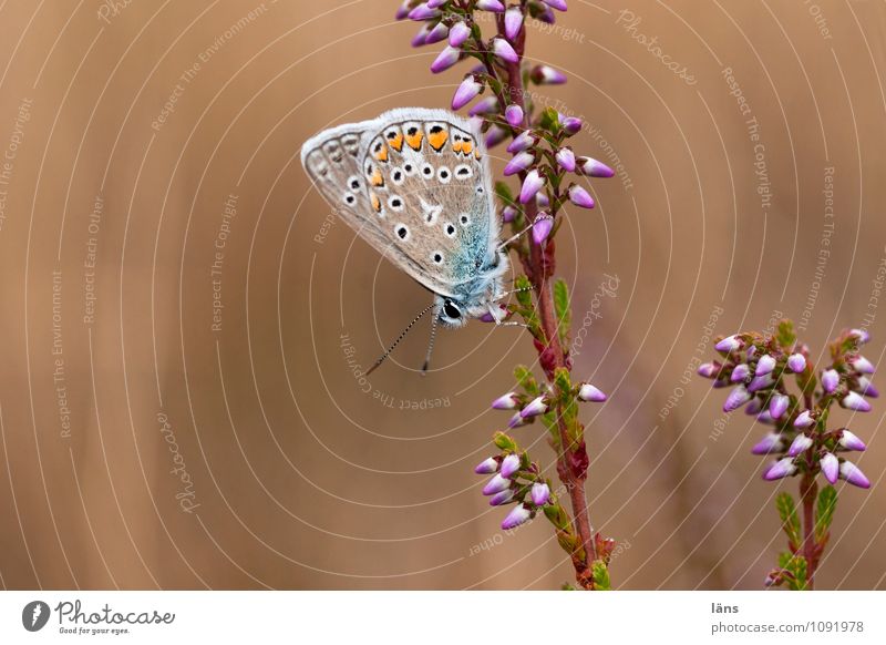 lebensraum schmetterling blüte insekt natur blühend menschenleer