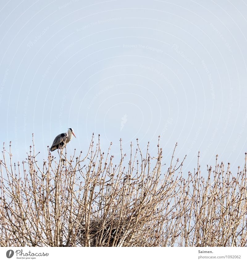 Vertikal ausgerichteter Aussichtspunkt Tier Wildtier Vogel 1 sitzen Vogelperspektive Graureiher Baumkrone Horst Überblick Farbfoto Gedeckte Farben Außenaufnahme