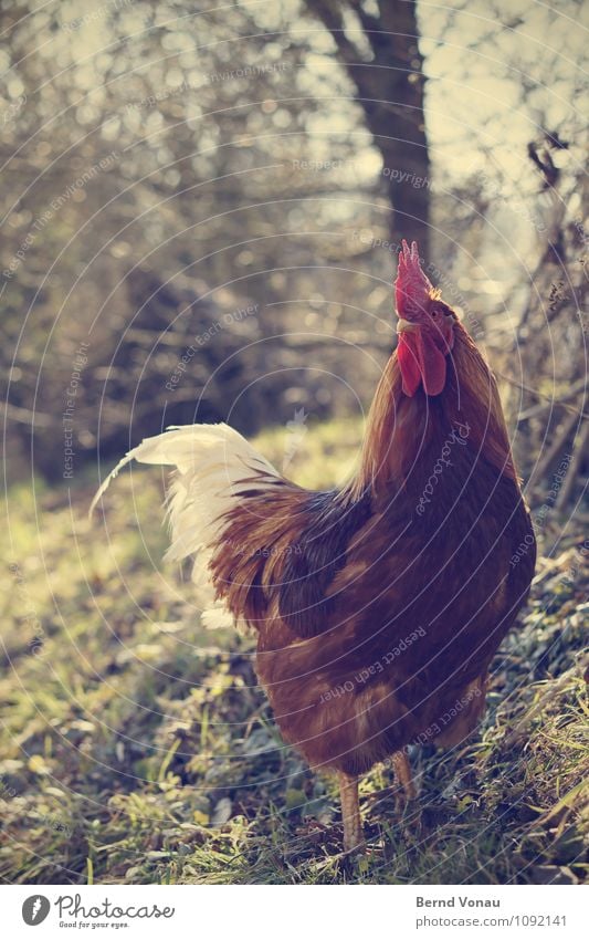 Gegenlichthähnchen Tier Haustier 1 braun gelb grün rot Hahn Hahnenkamm stolzieren Stolz Krallen Schnabel Baumstamm Gras Landwirtschaft ländlich Feder Hund Vogel