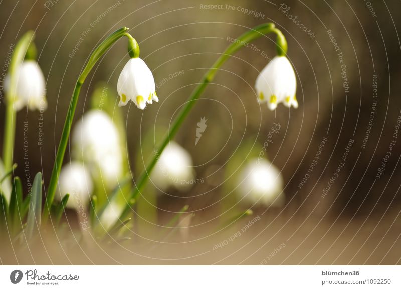 So ist Frühling! Natur Pflanze Blume Blüte Märzenbecher Liliengewächse Blühend Duft Wachstum Frühlingsblume Frühlingsgefühle Garten Freundlichkeit Fröhlichkeit