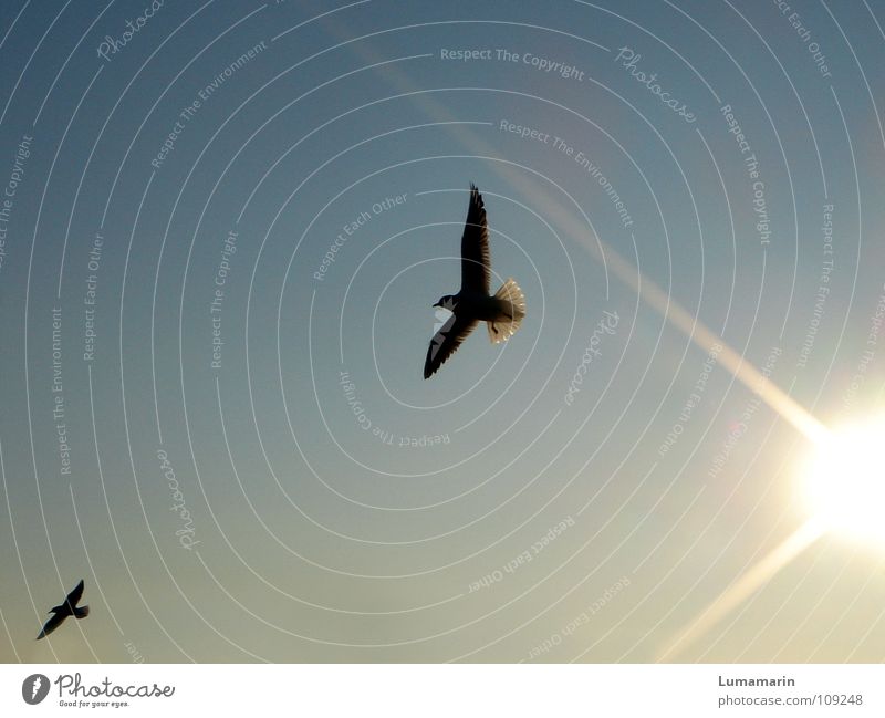 Lichtboten Vogel Möwe Strahlung Sonnenstrahlen Sonnenuntergang gleiten ausbreiten Optimismus Hoffnung schwarz gelb weiß Freude Himmel Abend Luftverkehr fliegen