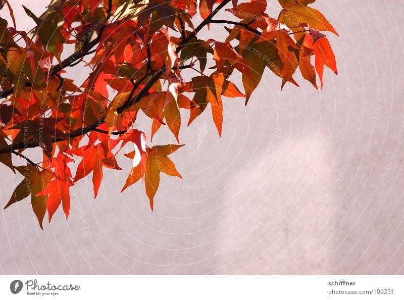 Indian Summer Ahorn Baum Blatt Herbst Herbstlaub Herbstfärbung rot gelb Abendsonne Wand Licht herbstlich Sonne Schatten orange Ast Zweig Lampe leicht luftig