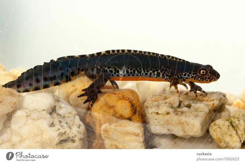 Bergmolch, Ichthyosaura alpestris Natur Tier Frühling Teich frei mehrfarbig schwarz weiß Maennlich Wassertracht Triturus Amphibie Lurch Amphibien Wirbeltier