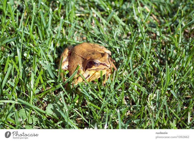 Grasfrosch, Rana temporaria, Natur Tier Wildtier Frosch authentisch Amphibie Froschlurche Springfrosch Taufrosch Maerzfrosch Amphibien Lurch amphibians animals