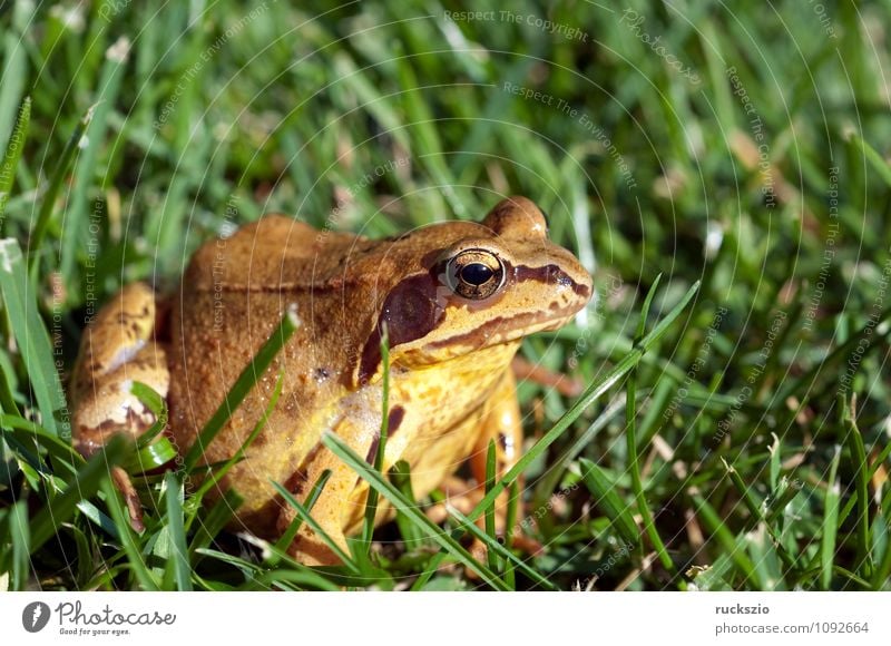 Grasfrosch, Rana temporaria, Natur Tier Wildtier Frosch authentisch Amphibie Froschlurche Springfrosch Taufrosch Maerzfrosch Amphibien Lurch amphibians animals