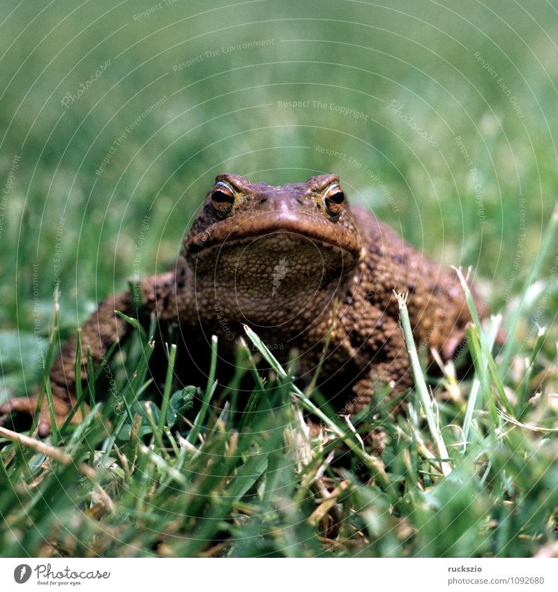 Kroete, Bufo bufo, Erdkroete, Natur Tier Wildtier Frosch braun Kröte Erdkröte Amphibie Lurch amphibians frogs Froschlurche Jean-Baptiste Grenouille Vertebrata