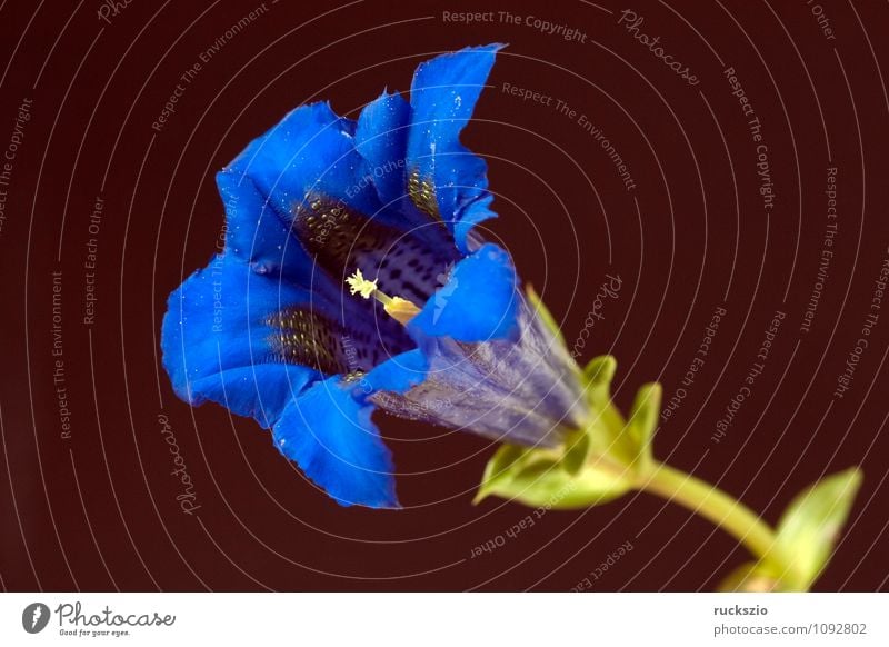 Enzian; Gentiana; acaulis; Pflanze Blüte Wildpflanze Blühend frei blau schwarz Enziangewächse Stengelloser Staude Alpen-Enzian Kochsche Enziane Gebueschelte