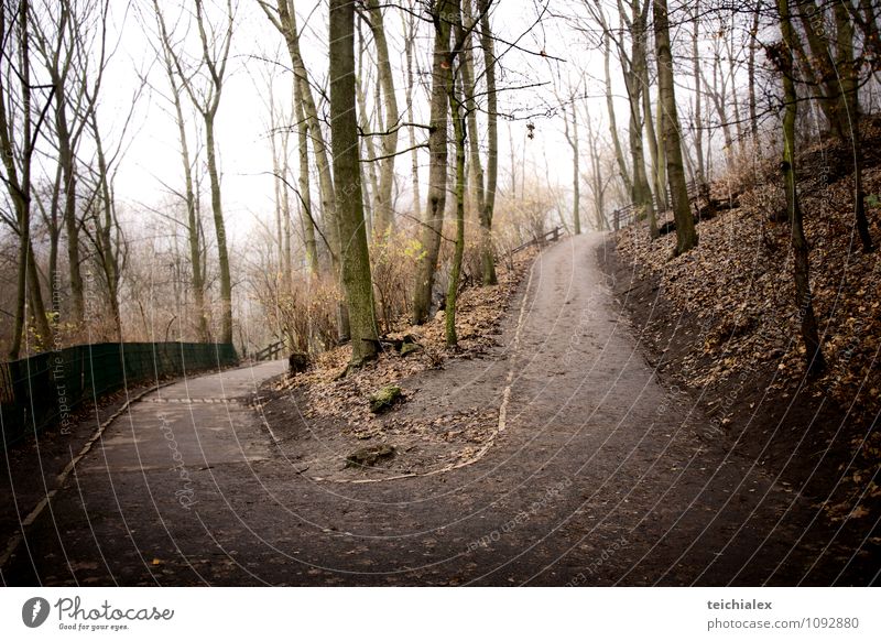 Auf und ab... Natur Landschaft Pflanze Tier schlechtes Wetter Baum Park Wiese Hügel Wege & Pfade Holz nass trist gefährlich Frustration Gedeckte Farben