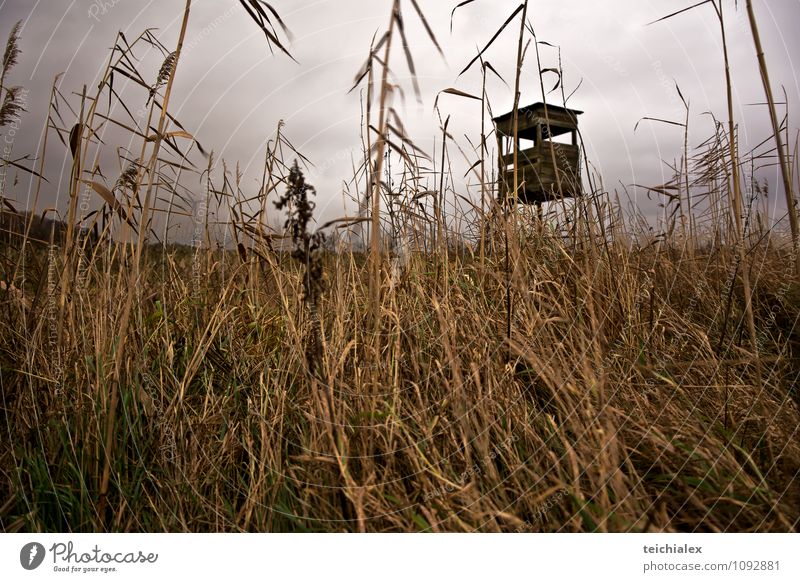 Alter Hochsitz Natur Erde Himmel Wolken Gewitterwolken Winter Wetter schlechtes Wetter Wind Gras Sträucher Feld Wald alt bedrohlich gruselig braun grau Angst