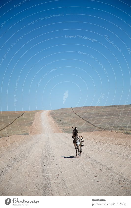 schneller. Ferien & Urlaub & Reisen Tourismus Abenteuer Ferne Freiheit Umwelt Natur Landschaft Erde Himmel Wolkenloser Himmel Sommer Schönes Wetter Gras Namibia