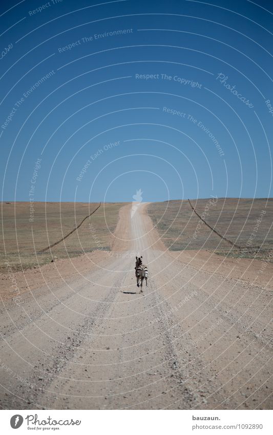 schnell. Ferien & Urlaub & Reisen Tourismus Abenteuer Ferne Freiheit Umwelt Natur Landschaft Erde Himmel Wolkenloser Himmel Sommer Schönes Wetter Gras Namibia