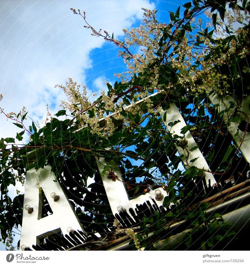 wildwuchs eins Typographie Wolken grün Pflanze Blüte Blatt Dachrinne Detailaufnahme Buchstaben Schriftzeichen Himmel Zeichen Sonne blau umrankt