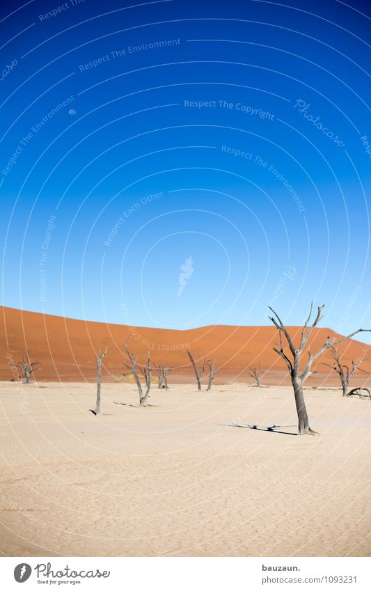 dead vlei. Ferien & Urlaub & Reisen Tourismus Abenteuer Ferne Freiheit Sommer Umwelt Natur Landschaft Himmel Wolkenloser Himmel Mond Klima Wetter Schönes Wetter