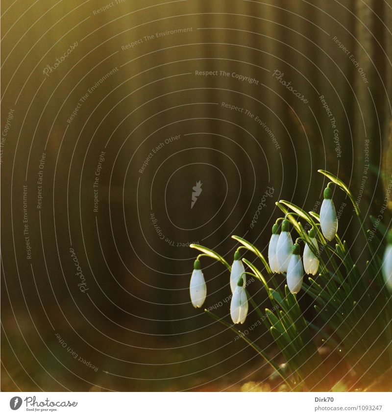 Frühling, endlich Frühling! Garten Natur Sonnenlicht Schönes Wetter Pflanze Blume Blüte Schneeglöckchen Park Wiese Zaun Gartenzaun Bretterzaun Holz Linie