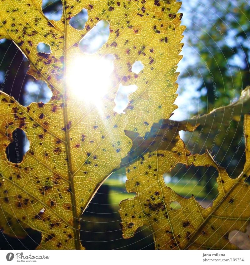 Lichtstrahlen Sonnenstrahlen Sonnenlicht Blatt Loch Herbstlaub gelb grün Gegenlicht Wintersonne Waldspaziergang Blattadern Spaziergang Wasser herbstlich blau