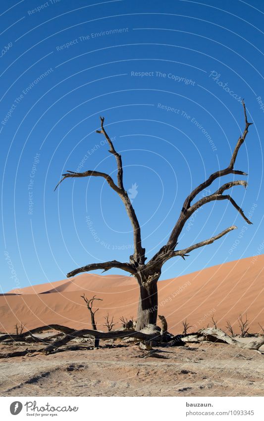 friedhof. Ferien & Urlaub & Reisen Tourismus Abenteuer Ferne Freiheit Sommer Umwelt Natur Landschaft Himmel Wolkenloser Himmel Sonne Klima Wetter Schönes Wetter