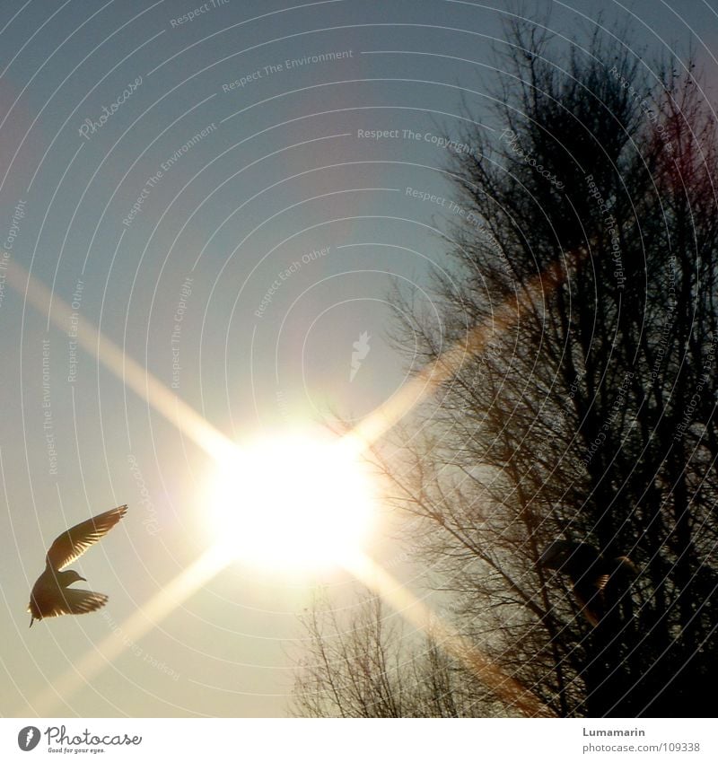 blinded by the light Vogel Möwe Sonnenstrahlen brennen grell hart stark Licht blenden Baum Geäst Sonnenuntergang schwarz grau gelb weiß Himmel Silhouette Flügel