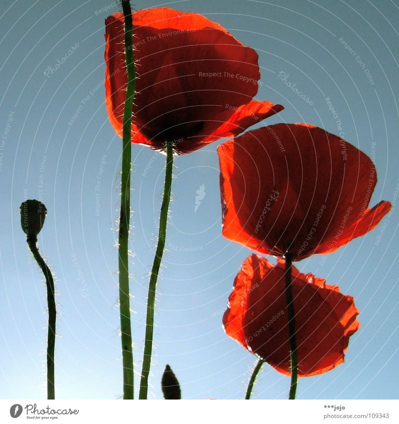 nachsaison. Mohn Sommer Blume Blüte rot Mai Wegrand Feld Straßenrand Frühling Klatschmohn Wiese Gegenlicht Physik Wachstum schön Pflanze blau Blühend Sonne