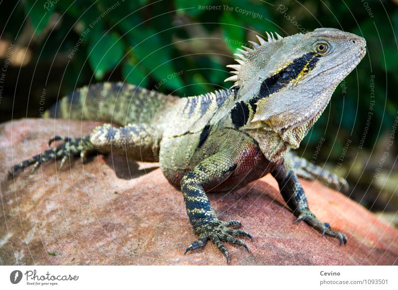 Leguan Tier Wildtier Zoo Leguane 1 genießen elegant Neugier niedlich Geschwindigkeit Farbfoto Außenaufnahme Tag Kontrast Tierporträt Halbprofil