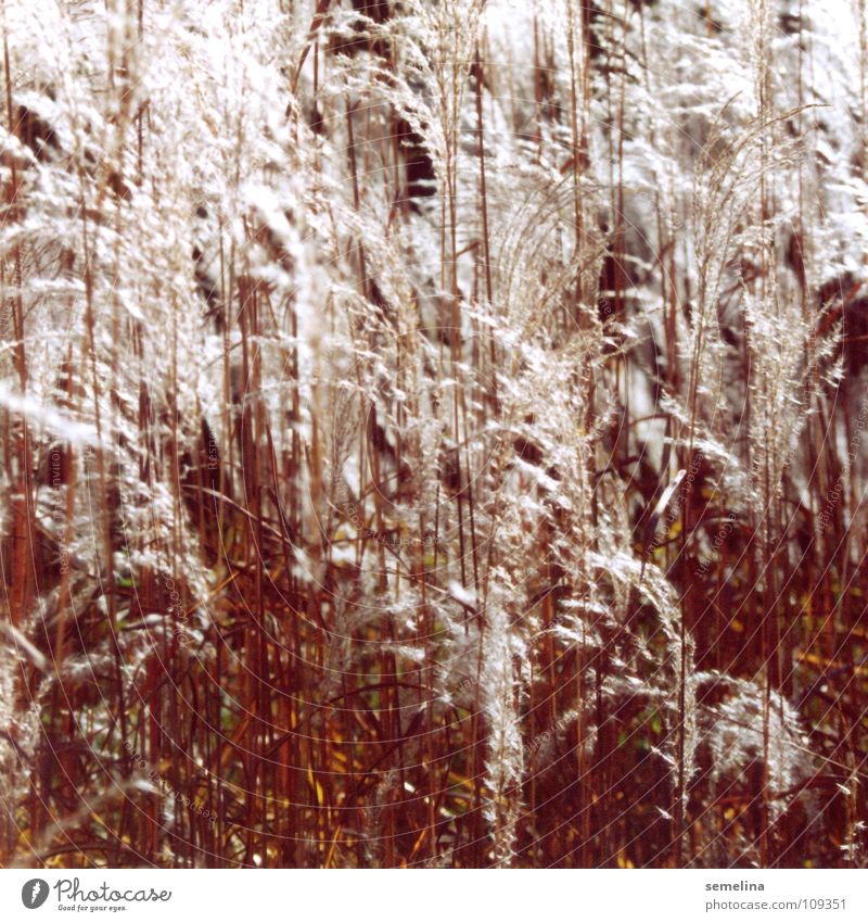 Flauschgräser Gras rotbraun weiß Herbst weich eng durcheinander kuschlig Physik Beleuchtung Hintergrundbild Garten Park hell Kontrast sanft Natur Wärme