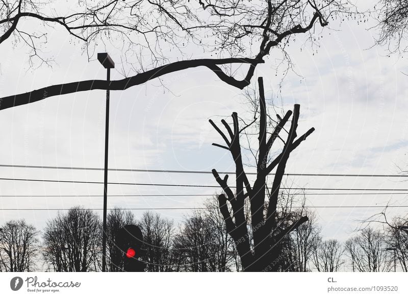 guck in die luft Umwelt Natur Himmel Wolken Herbst Winter Baum Verkehr Verkehrswege Straßenverkehr Ampel Straßenbeleuchtung warten rot Pause stagnierend Stadt