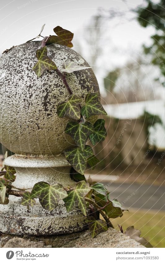 Efeu Umwelt Herbst Winter Pflanze Grünpflanze Wildpflanze Park Mauer Wand Kugel Wachstum dunkel einfach natürlich trist grau grün bescheiden demütig Traurigkeit