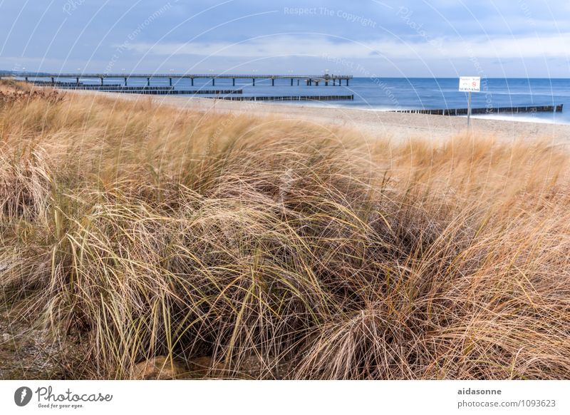 Heiligendamm Natur Landschaft Pflanze Wasser Sonnenlicht Gras Strand Ostsee Zufriedenheit Warmherzigkeit Fernweh Mecklenburg-Vorpommern Deutschland Holzpfahl