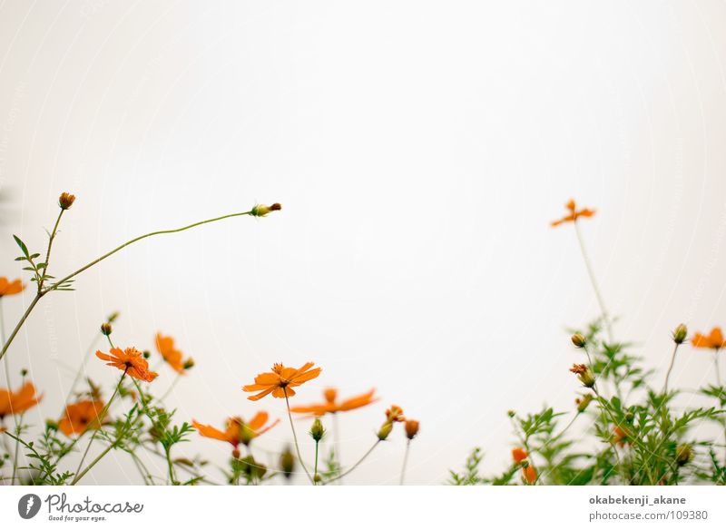 white / orange Schmuckkörbchen Licht cloudy flower light atmosphere air