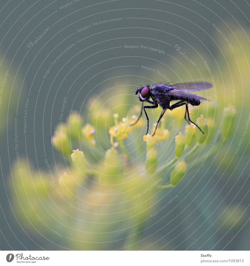 Langbeiner auf der Dillblüte Leichtigkeit Fliege haarige Fliege Facettenauge Fliegenbeine Fliegenauge langbeinig krabbeln Landleben ländlich sommerlich Bio