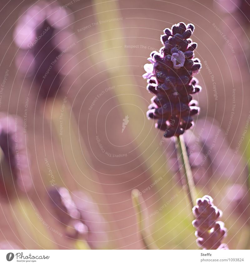 Heilpflanze Lavendel Lavendelblüte blühender Lavendel Lavendelduft besonderes Licht Nachmittagslicht Nachmittagsstimmung Lichtschein Lichtschimmer Heilpflanzen