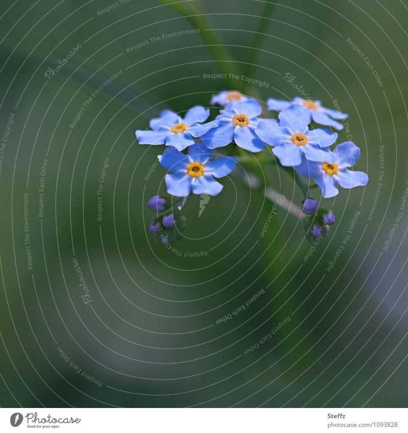 nix vergessen Vergißmeinnicht Vergißmeinnichtblüte Blümchen zarte Blüten Treue Romantik erinnern myosotis sylvatica Myosotis Juni Mai Blütezeit