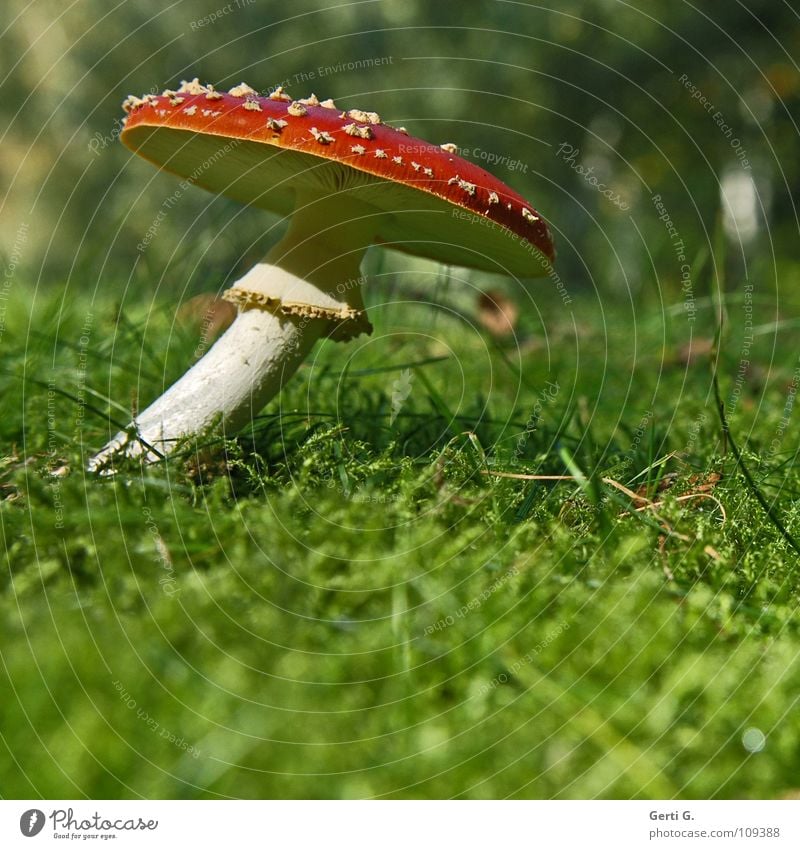 anschmiegsam beweglich Fliegenpilz Waldboden Herbst Gift Flocke Rauschmittel Symbole & Metaphern stehen Wachstum grün Sonnenlicht gekrümmt Biegung krumm Gras