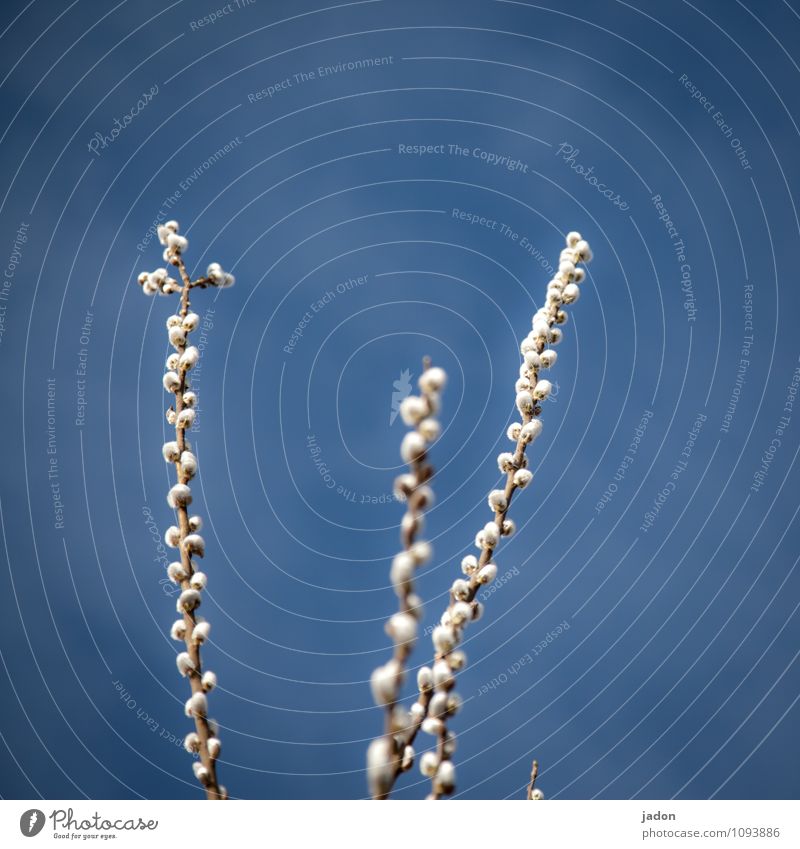 lenz. schön Umwelt Natur Pflanze Himmel Wolkenloser Himmel Frühling Schönes Wetter Sträucher Weidenkätzchen ästhetisch positiv Idylle aufwachen Blütenknospen