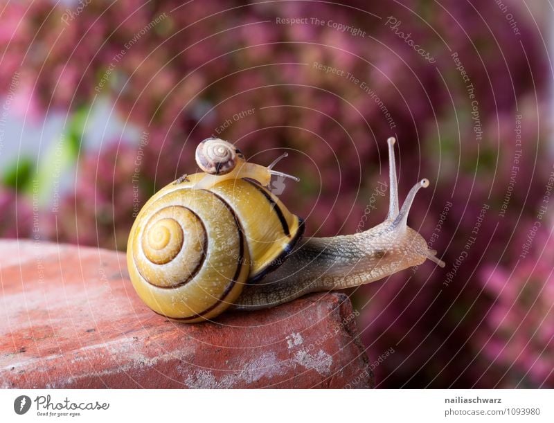 Gebänderte Schnirkelschnecke Körper Haus Garten Tier krabbeln außergewöhnlich groß klein nah schleimig Geborgenheit Hilfsbereitschaft Vertrauen Zusammenhalt