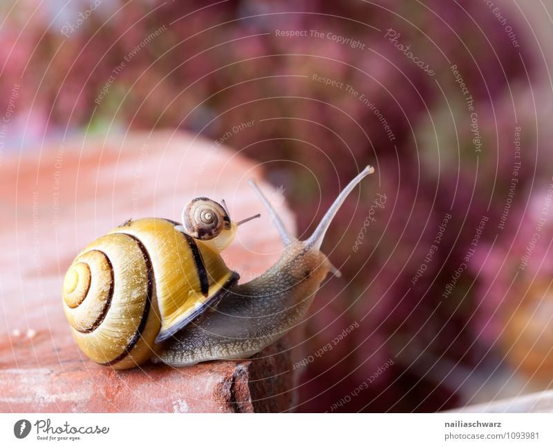 Gebänderte Schnirkelschnecke Körper Haus Garten Tier krabbeln außergewöhnlich groß klein nah schleimig Schnecke Schnecken Plage Weichtier mollusk Schleim