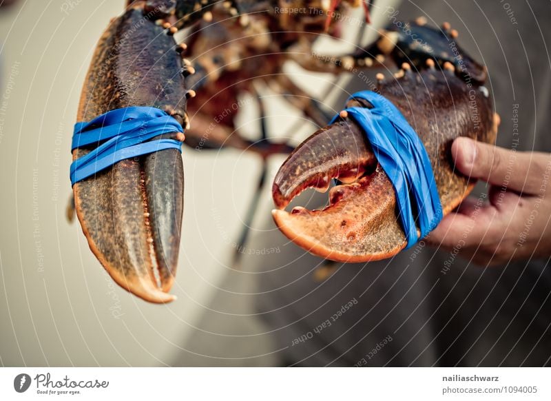 Frischer lebender Hummer Lebensmittel Meeresfrüchte Ernährung Bioprodukte Mann Erwachsene Hand Tier Wildtier Schere 1 frisch groß lecker natürlich schön blau