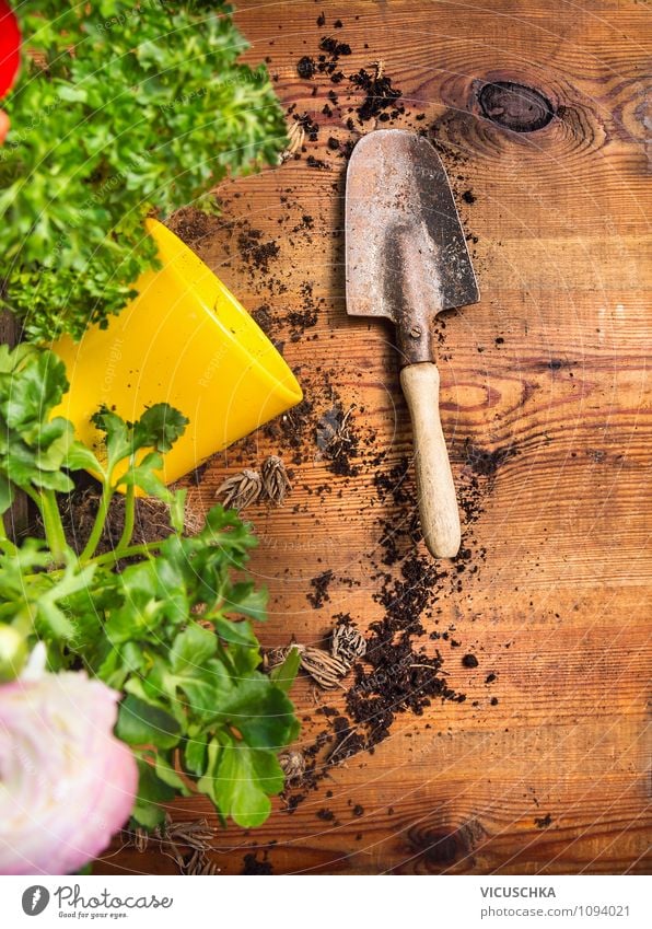 Schaufel und Pflanzen auf Holztisch Stil Design Garten Tisch Umwelt Frühling Sommer Herbst Blume Natur Hintergrundbild Blumentopf eintopfen Schrebergarten Gerät