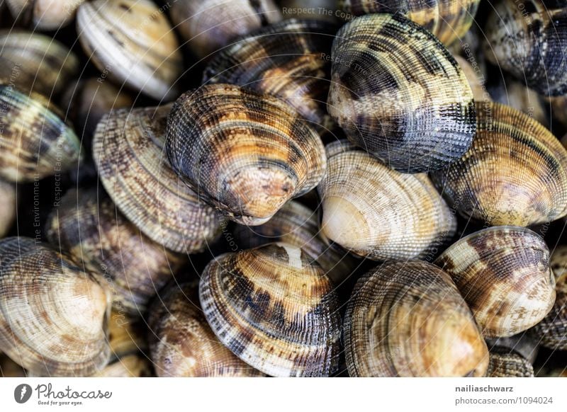 Muscheln Lebensmittel Meeresfrüchte Ernährung Mittagessen Abendessen Bioprodukte Vegetarische Ernährung Diät Slowfood Fingerfood Tier frisch lecker natürlich