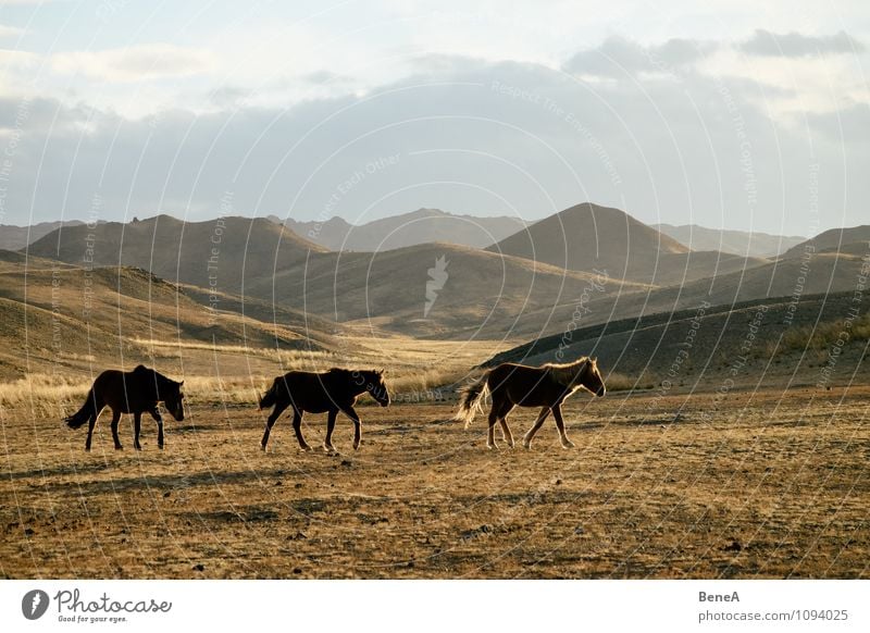 Wild Wild East Reiten Ferien & Urlaub & Reisen Abenteuer Ferne Safari Expedition Natur Landschaft Schönes Wetter Wiese Hügel Berge u. Gebirge Wüste Gobi Steppe