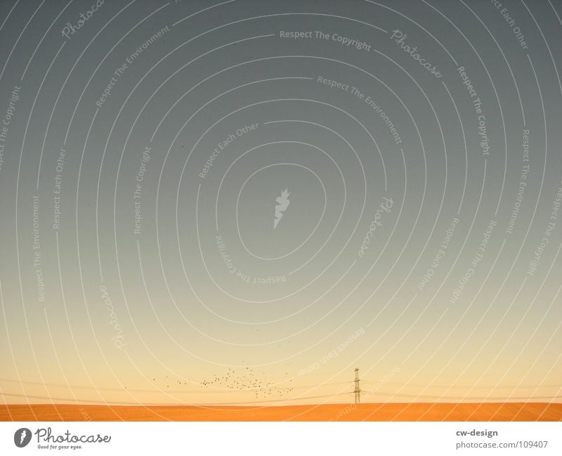 einsam. Vogel Vogelschwarm Zugvogel Strommast Elektrizität elektrisch Physik angenehm Feld Körperhaltung Spaziergang Pendler Luft atmen maskulin wo Gelände