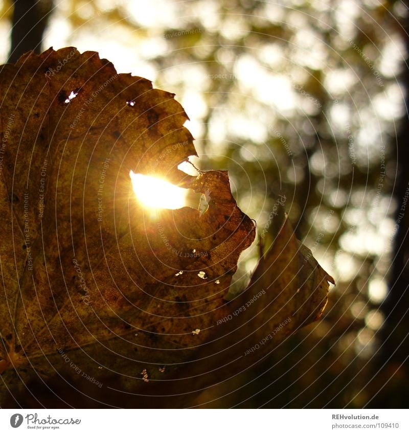 herbstlich(T) Herbst Blatt Licht Wald Beleuchtung blenden welk kalt mehrfarbig braun fallen Rascheln Silhouette Unschärfe Loch herbstsonne Sonne getrocknet