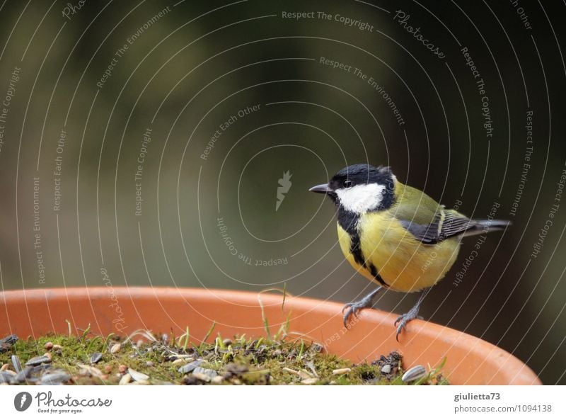 Frau Meise beim Frühstück Natur Frühling Garten Tier Wildtier Vogel Singvögel Meisen Kohlmeise 1 beobachten sitzen schön klein niedlich gelb schwarz achtsam