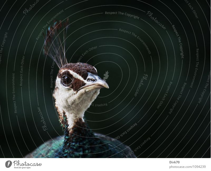 Charakterkopf Umwelt Natur Pflanze Sonnenlicht Schönes Wetter Garten Park Wald Tier Haustier Wildtier Vogel Pfau 1 glänzend leuchten Blick ästhetisch bedrohlich