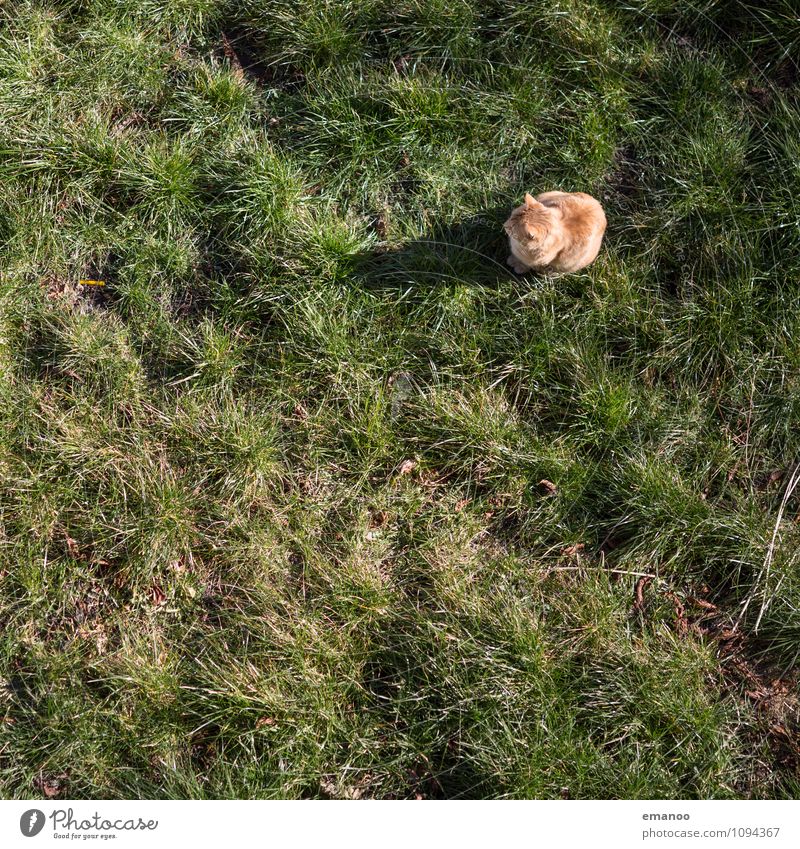 Gartentiger Gras Park Wiese Feld Tier Haustier Katze 1 Jagd Blick sitzen warten kuschlig Neugier beobachten Hauskatze schleichen Farbfoto Gedeckte Farben