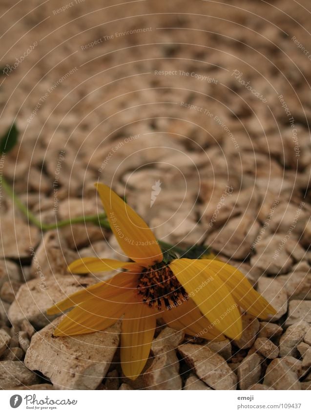 Sommerende Blume gelb Pflanze Bürgersteig Spaziergang Makroaufnahme Unschärfe Physik heiß Nahaufnahme orange flower Natur Stein Wege & Pfade stone stones way