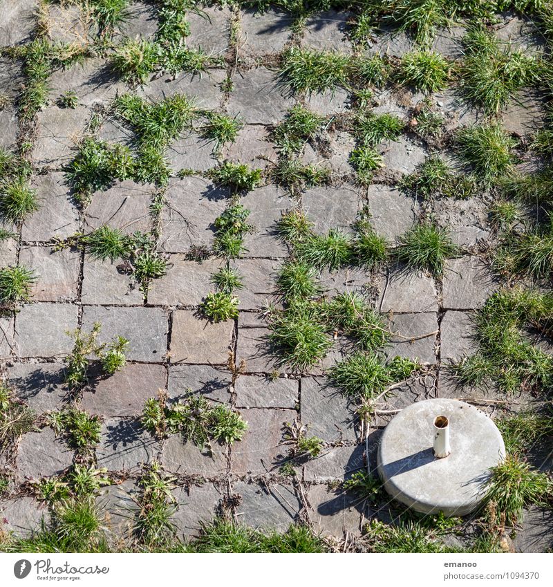 Terrassenplattenunkraut Häusliches Leben Wohnung Haus Garten Renovieren Natur Pflanze Gras Sträucher Grünpflanze Platz Balkon Stein Beton Wachstum alt dreckig