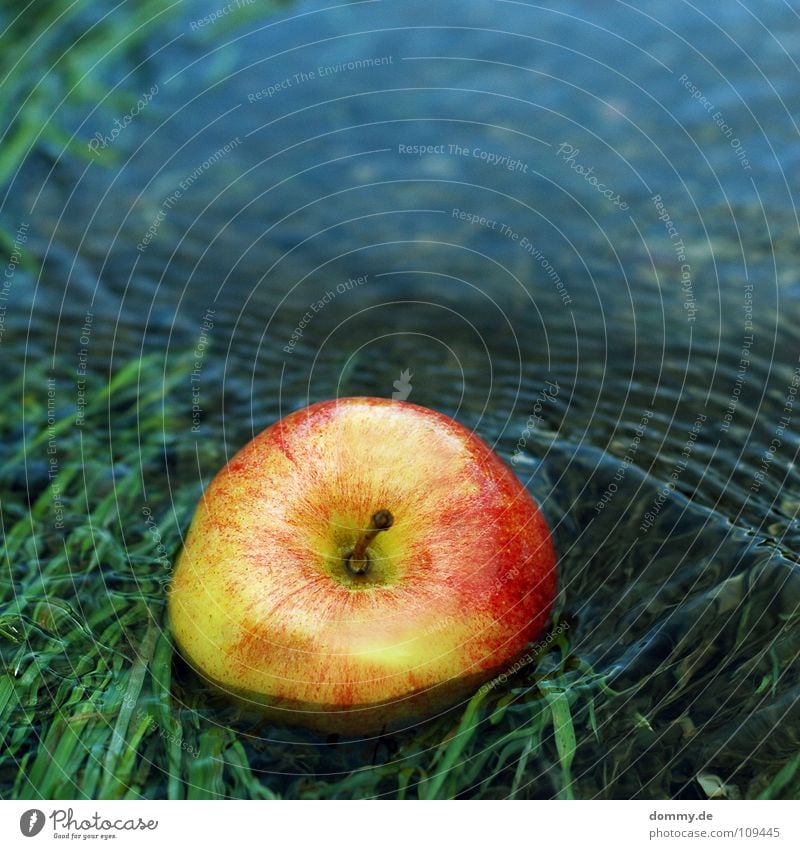 angespült rot grün lecker Ernährung feucht Flüssigkeit Gras Am Rand Halm Lebensmittel süß Frucht Apfel Wasser blau Teile u. Stücke Küste Fluss Stengel Natur Wut